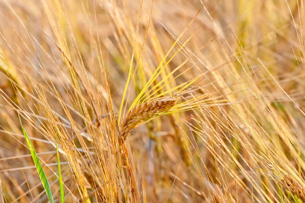 Ripe wheat ears close-up in a yellow box — Stock Photo, Image