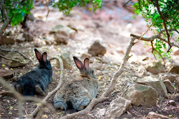 Två fluffiga kanin liggande vila i skuggan av ett träd, bakifrån — Stockfoto