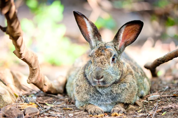 Dikke grijze konijn is rusten op de grond in de schaduw van bomen — Stockfoto