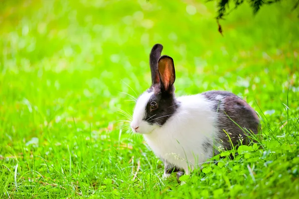 Zwart-wit konijn zittend op het gras met verhoogde oren — Stockfoto