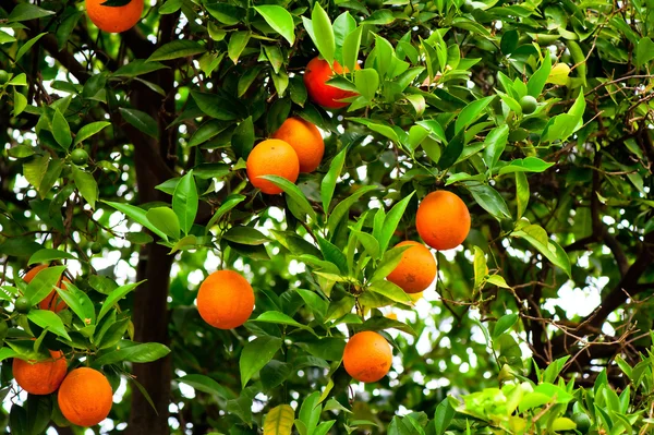 Orange tree with ripe oranges and green in the garden — Stock Photo, Image