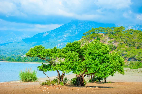 Hermoso paisaje con un árbol verde sobre un fondo de montañas — Foto de Stock