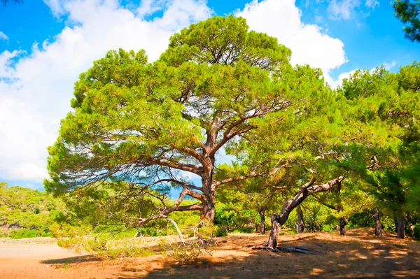 Branchy den in de zomer van pine forest — Stockfoto