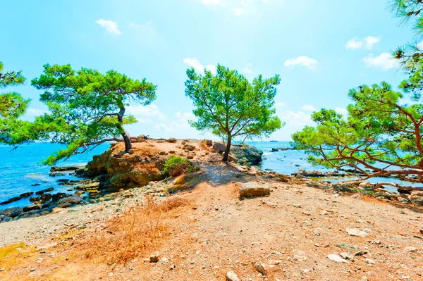 Pine growing on a rocky seashore — Stock Photo, Image