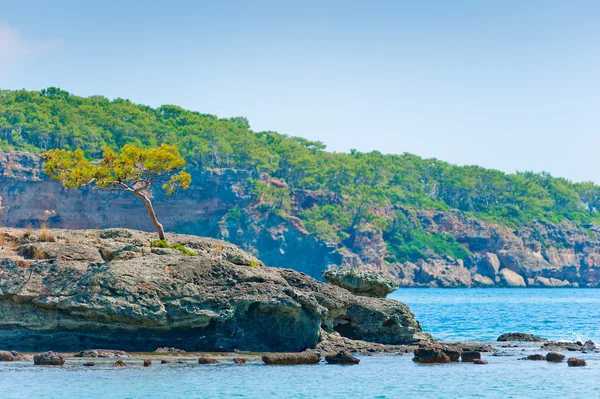 Einsamer Kiefernbaum wächst auf einem Felsen in der Nähe des Meeres — Stockfoto