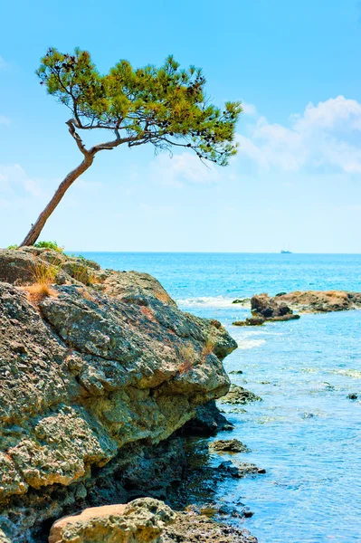 Paesaggio con un pino solitario sullo sfondo del mare — Foto Stock