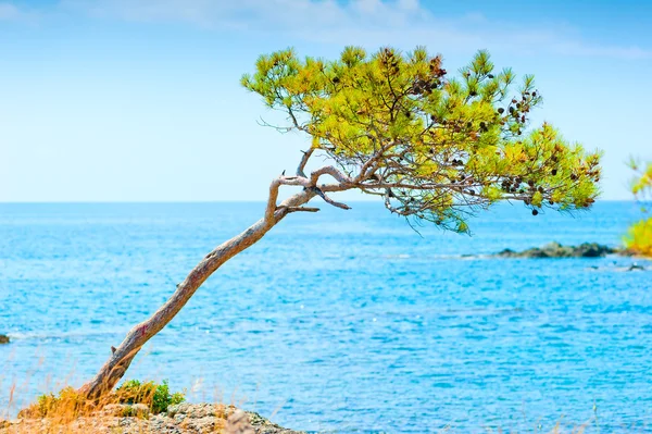 Rare pine cones on a rock by the sea — Stock Photo, Image