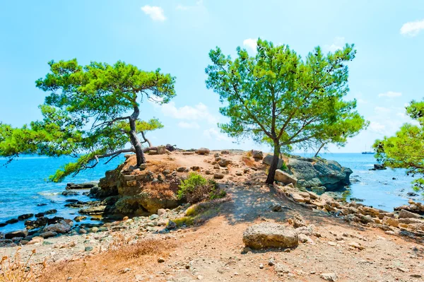 Hermosos pinos crecen en la península — Foto de Stock