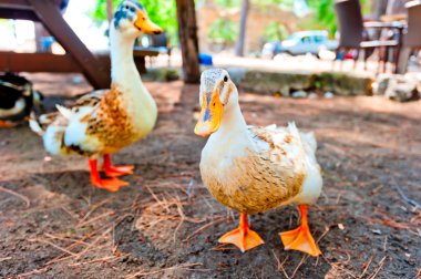 Gölge derever içinde kalan iki kaz