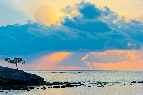 Paysage marin pittoresque avec pin solitaire à l'aube — Photo