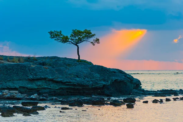 Lone pine tree on a rocky seashore and sunbeam — Stock Photo, Image