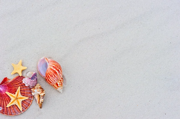 Starfishes e conchas na areia com espaço de cópia — Fotografia de Stock