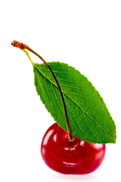 Green leaf and juicy ripe cherries — Stock Photo, Image
