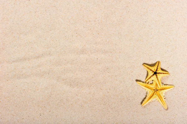 Ince kum üzerinde iki deniz yıldızı — Stok fotoğraf