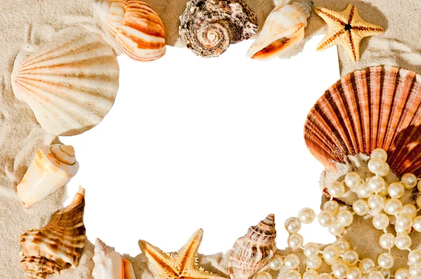 White blank space for inscriptions surrounded by shells — Stock Photo, Image