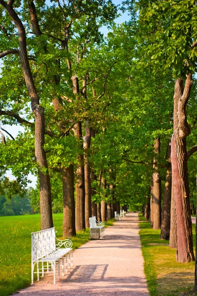 Numero di panchine nel parco estivo — Foto Stock