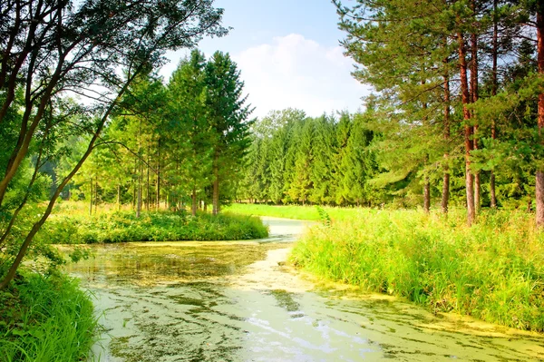 River with mud flows in the coniferous forest — Stock Photo, Image