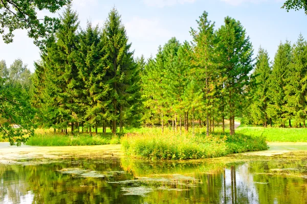 Russian forest landscape beautiful summer day — Stock Photo, Image