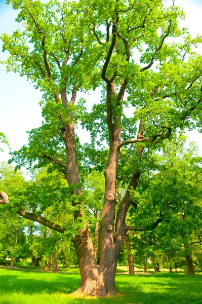 Grande quercia diffusione cresce su un prato verde — Foto Stock