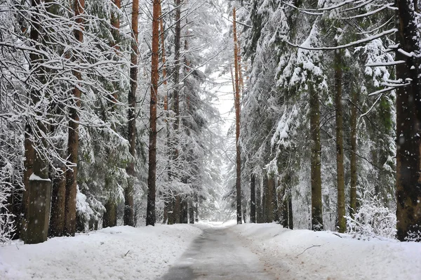Sendero en invierno bosque nevado —  Fotos de Stock