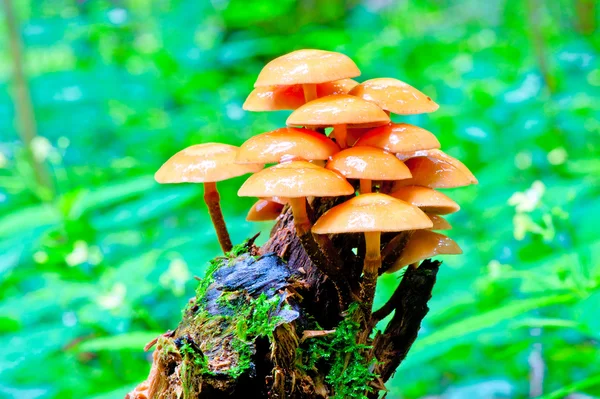Manojo de setas creciendo en un tocón en el bosque — Foto de Stock