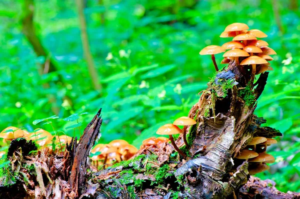 Stubbe med svampar i den gröna skogen — Stockfoto