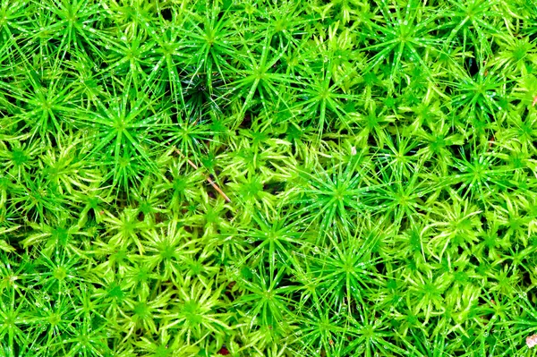Большой сочный зеленый мох — стоковое фото