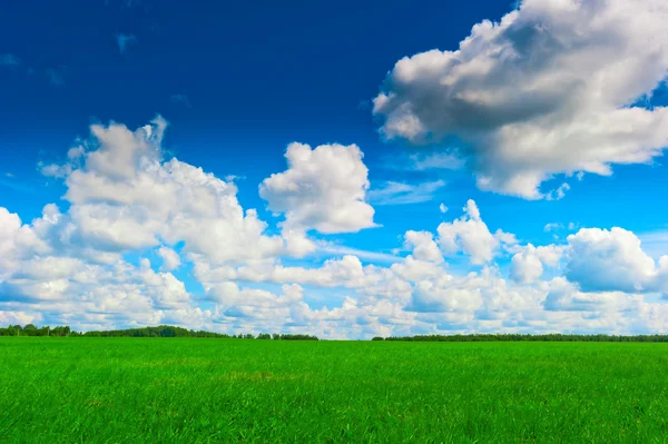 Jugoso pasto verde y hermoso cielo — Foto de Stock