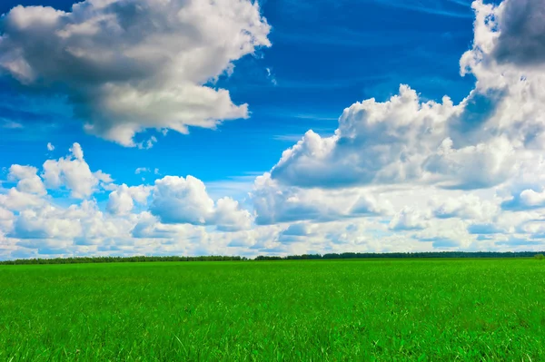 Prado de verano y bosque en el horizonte —  Fotos de Stock