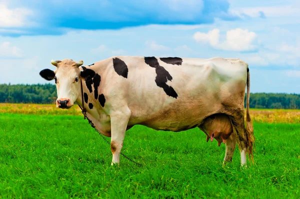 Ko i kedjan som vilar på ängen — Stockfoto