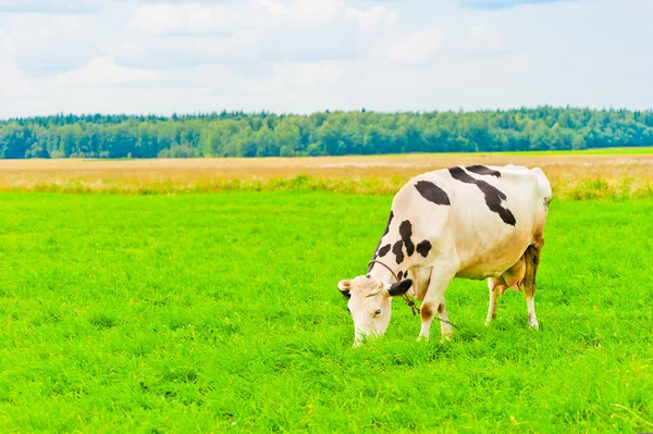 緑の牧草地に斑点を付けられた牛をかすめる — ストック写真