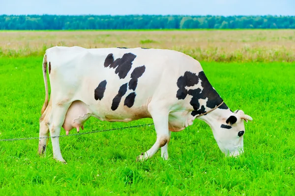 Ko på en koppel äter saftigt gräs — Stockfoto