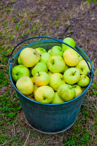 Harvest of green apples in a bucket — Stock Photo, Image
