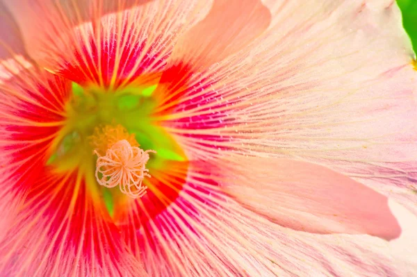 Růžová krásná květina výstřel closeup — Stock fotografie