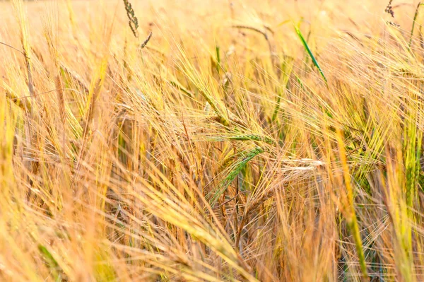 Green ears of wheat in the yellow field of Russian — Stock Photo, Image