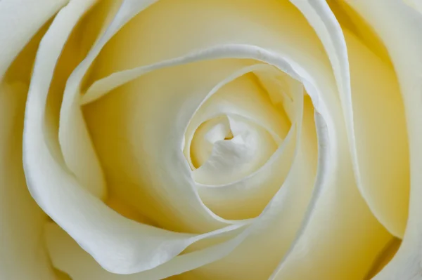 Bud delicate white rose closeup — Stock Photo, Image