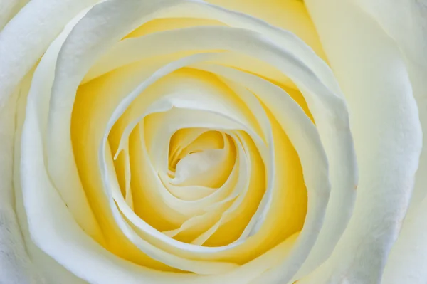 Beautiful open flower white rose macro — Stock Photo, Image