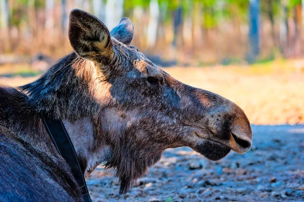 Moose head without horns in the reserve — Stock Photo, Image