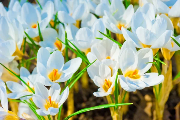 Hermosa primavera crocus macro disolver — Foto de Stock