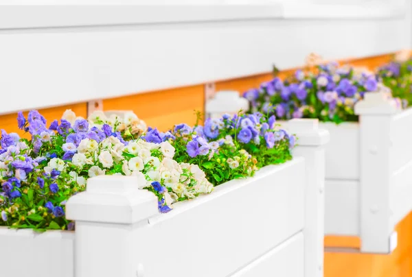 Giardini di fiori bianchi con bellissimi fiori sul davanzale della finestra — Foto Stock