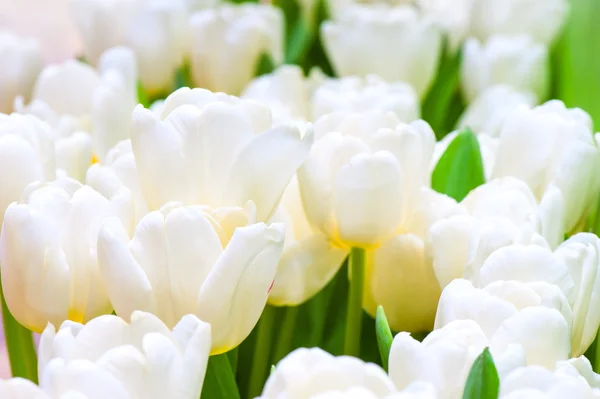 Pupeny bílé tulipány záběr na jaře — Stock fotografie