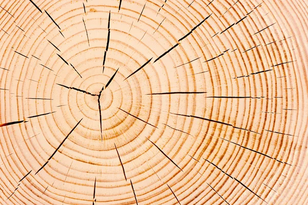 Einjährige Baumringe, feine Nahaufnahme — Stockfoto
