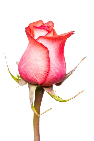 एक सफेद पृष्ठभूमि पर एक सुंदर गुलाब का मैक्रो — स्टॉक फ़ोटो, इमेज