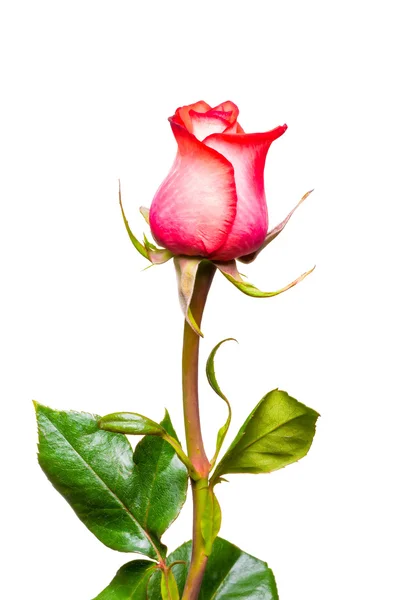 Růžová růže záběr na bílém pozadí — Stock fotografie