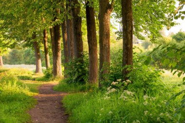 sabah güneş ışınları aydınlatmak güzel doğa