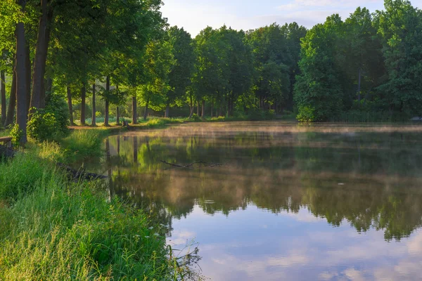 Slunečné ráno, v létě lesů a krásné jezero — Stock fotografie