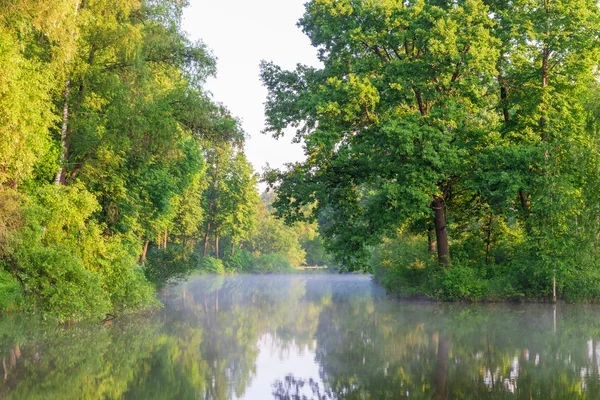 Krásné scenérie jezera lesa s mlhou — Stock fotografie