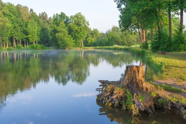 Pařez na jezeře v lese za svítání — Stock fotografie