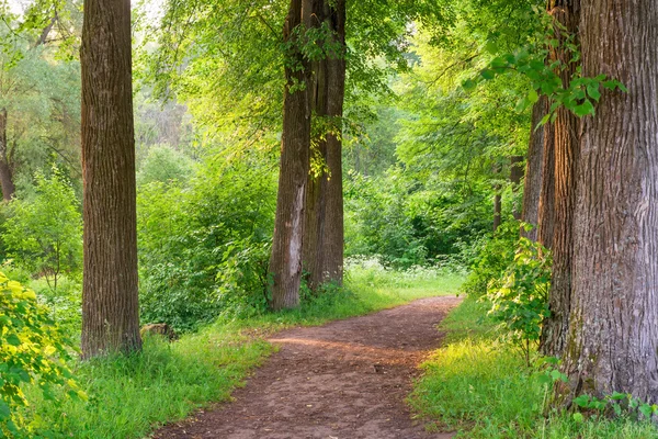 Wide trail of tall trees in the summer — Stock Photo, Image