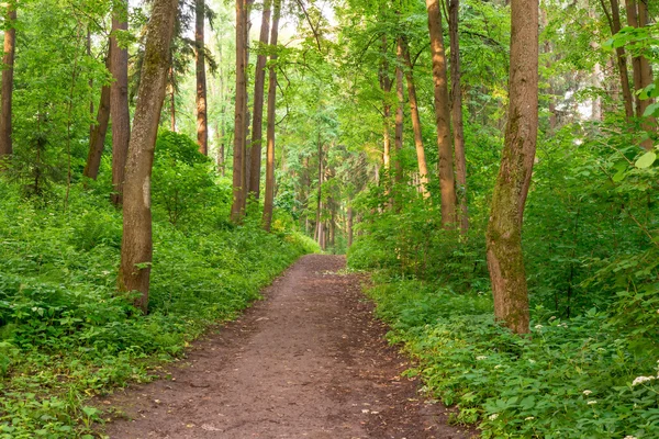 Voetgangers pad leidt naar het bos — Stockfoto